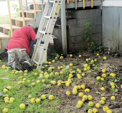 GA - 1 - Pear Backyard Gleaning 